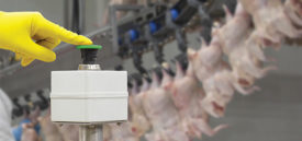 Cryovac chicken automation