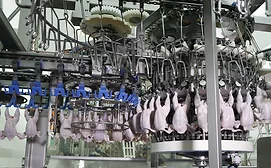 Marel Poultry LineLink