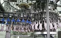 Marel Poultry LineLink Marel Poultry LineLink