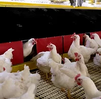 Cumberland Poultry Nest