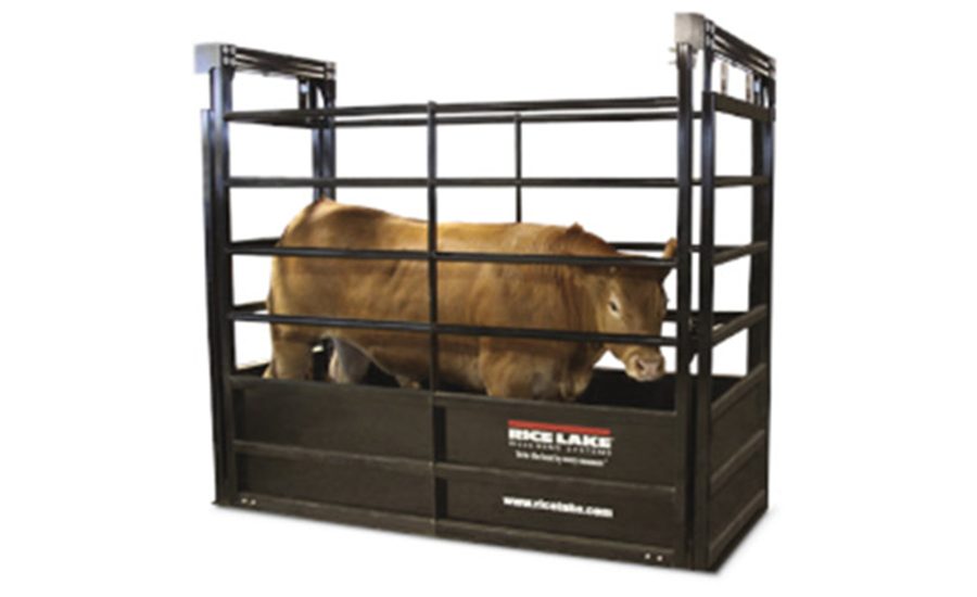 5 important reasons why you must weigh your livestock regularly | 2018 ...