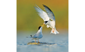 Salt of the Earth terns