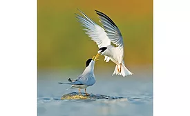 Salt of the Earth terns