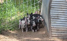 Humane handling teachable moments