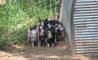 Humane handling teachable moments