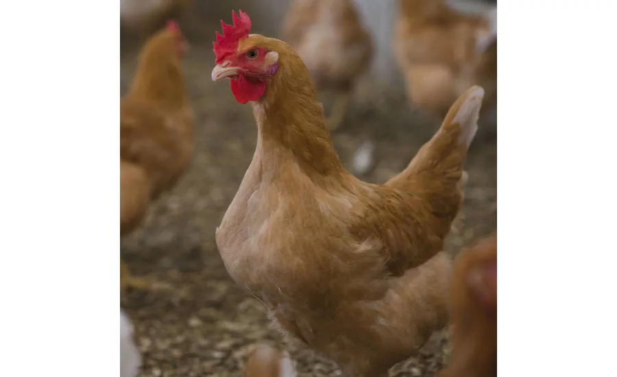 New Klassenbester breed of chicken