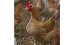 New Klassenbester breed of chicken