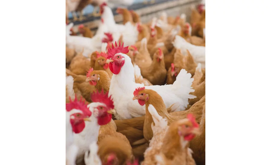 Reddish-brown female and white male Klassenbester chickens