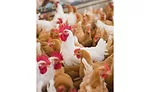 Reddish-brown female and white male Klassenbester chickens