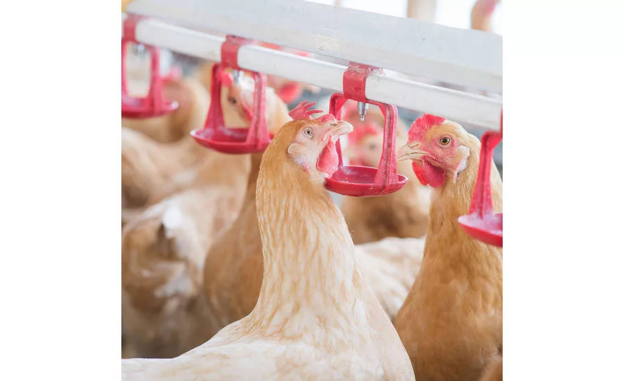 Chickens standing around watering system