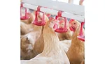 Chickens standing around watering system