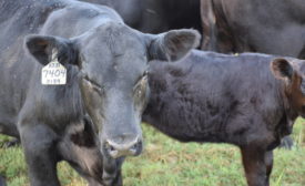 Cattle from Deer Valley Farm in Fayetteville, Tennessee