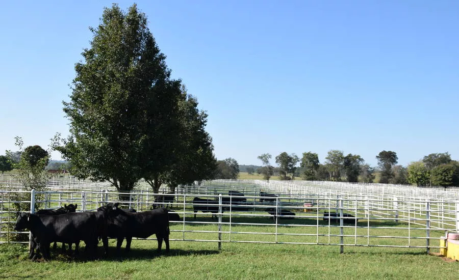 A Small Herd of Cattle at Deer Valley Farm