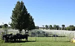 A Small Herd of Cattle at Deer Valley Farm
