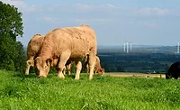 Grazing Cows