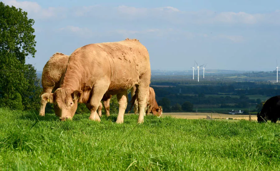 Grazing Cows