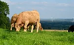 Grazing Cows