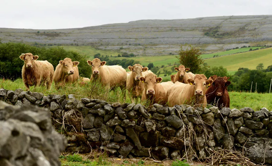 Herd of Irish Cattle
