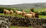Herd of Irish Cattle
