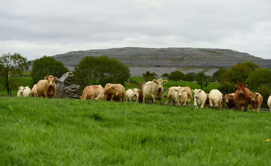 Herd of Irish Cattle