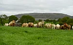 Herd of Irish Cattle
