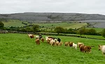 Herd of Irish Cattle