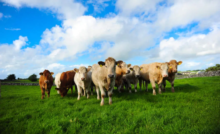 Herd of Irish Cattle