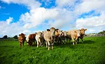 Herd of Irish Cattle