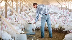 Diestel Turkey Ranch extra