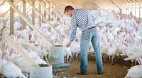 Diestel Turkey Ranch extra