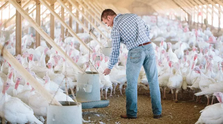 Diestel Turkey Ranch extra