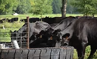 White Oak Pastures processing White Oak Pastures processing