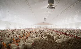 Chickens in Poultry Barn