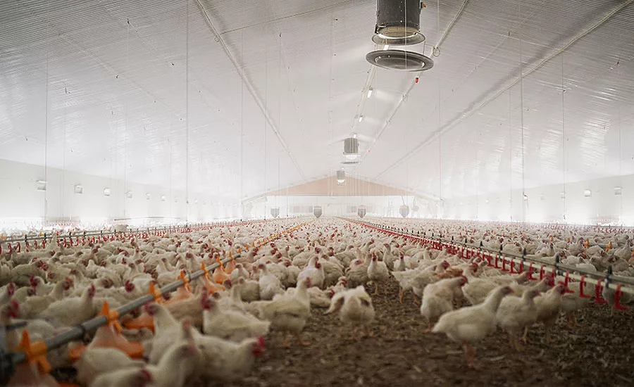 Chickens in Poultry Barn